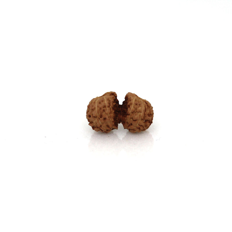 Gauri Shankar Rudraksha from Java Indonesia