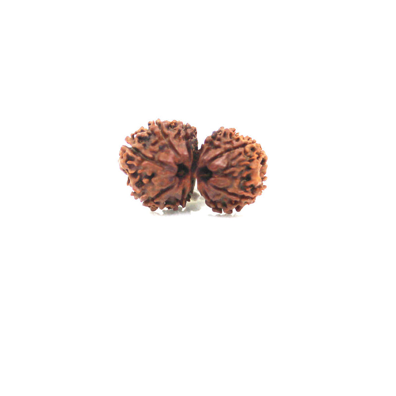 Gauri Shankar Rudraksha from Nepal