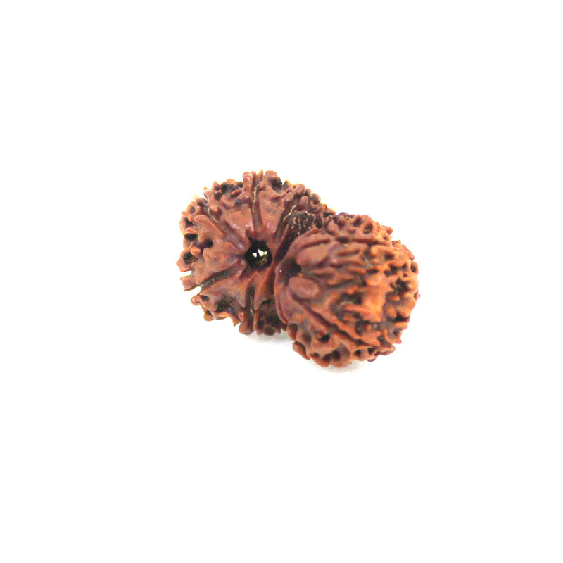 Gauri Shankar Rudraksha from Nepal