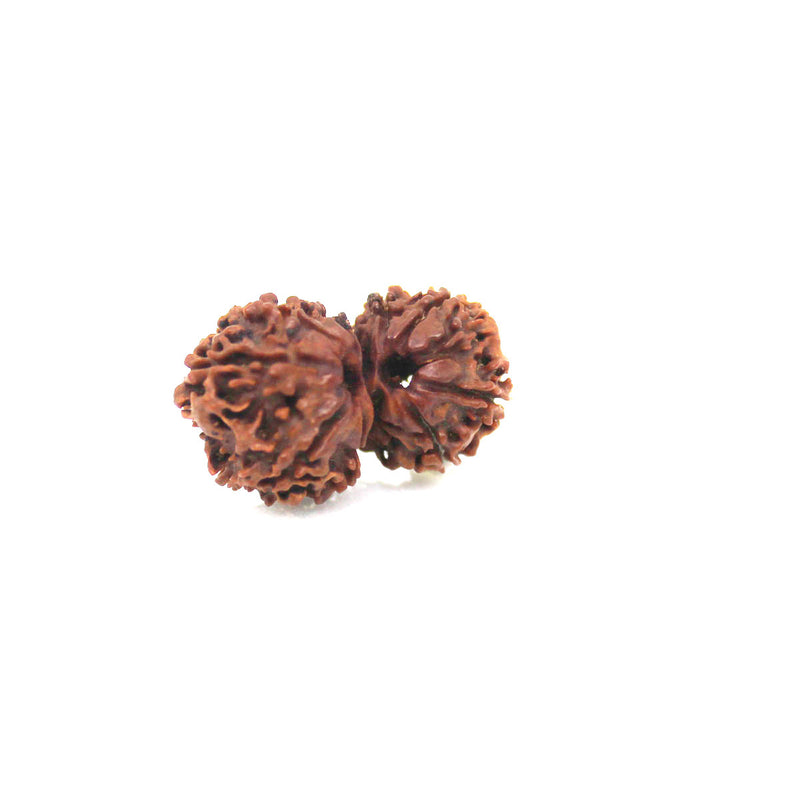 Gauri Shankar Rudraksha from Nepal