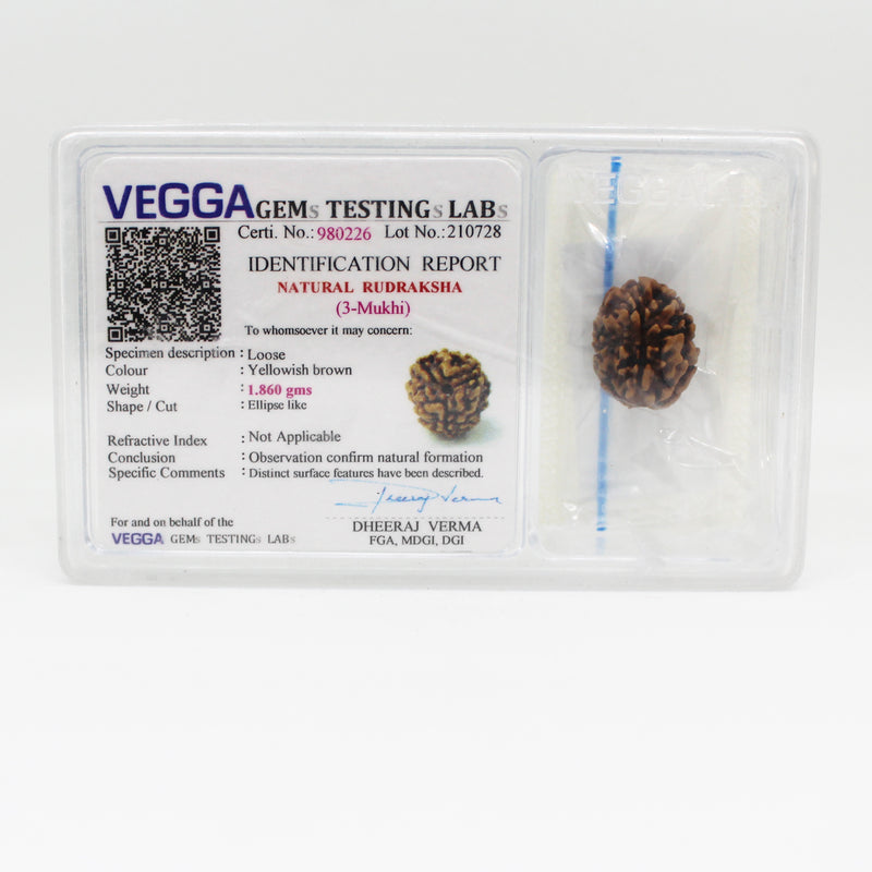 3 Mukhi Rudraksha - Natural & Certified - Nepal